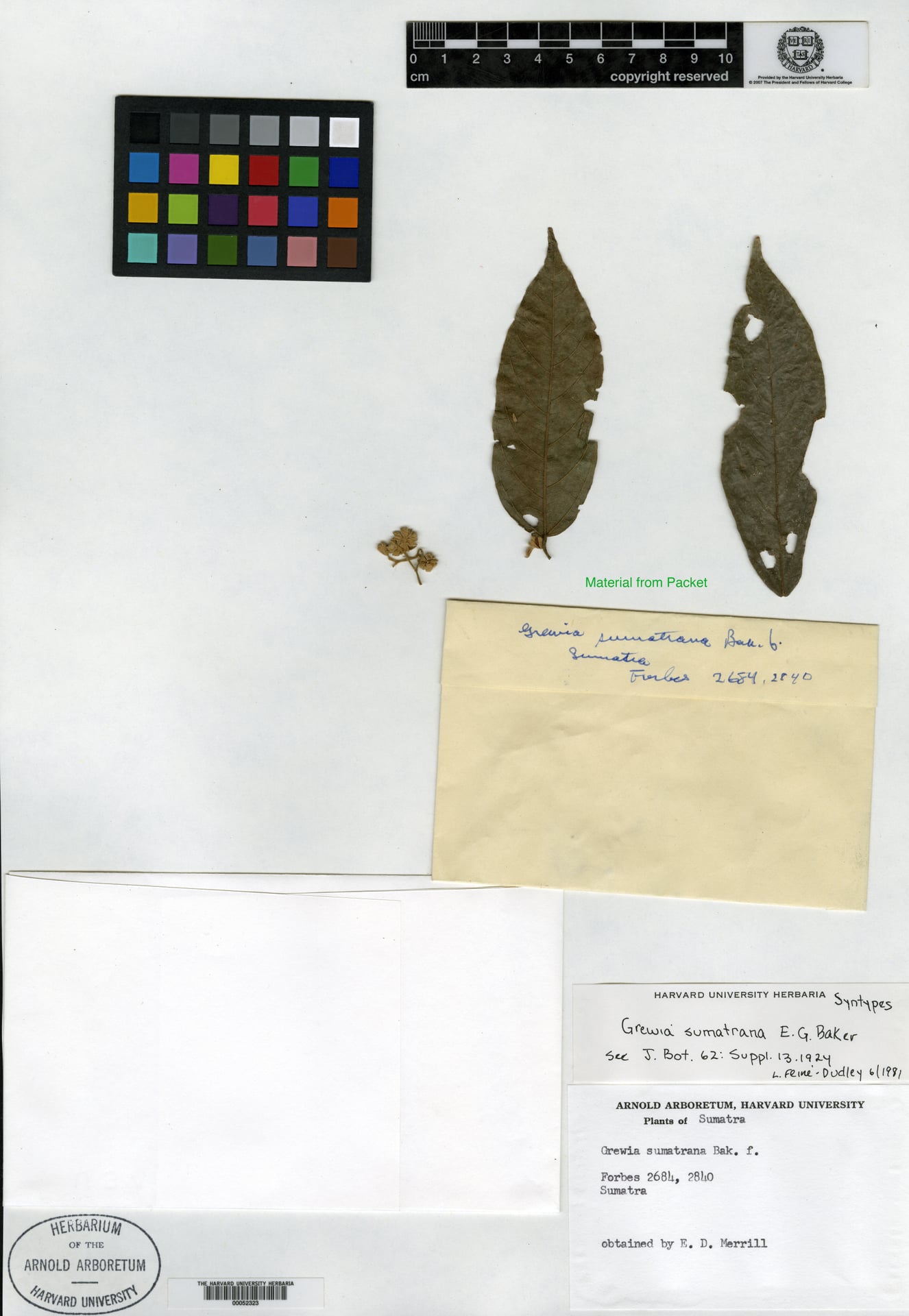 Microcos sumatrana — photo