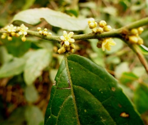 Microdesmis keayana — photo