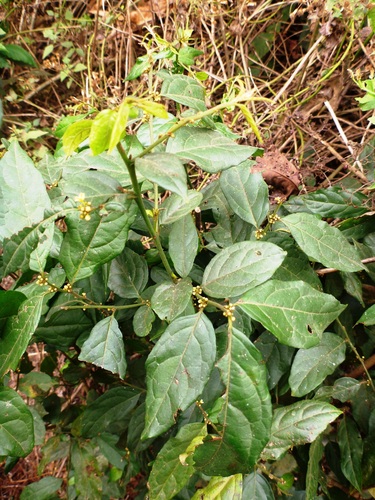 Microdesmis keayana