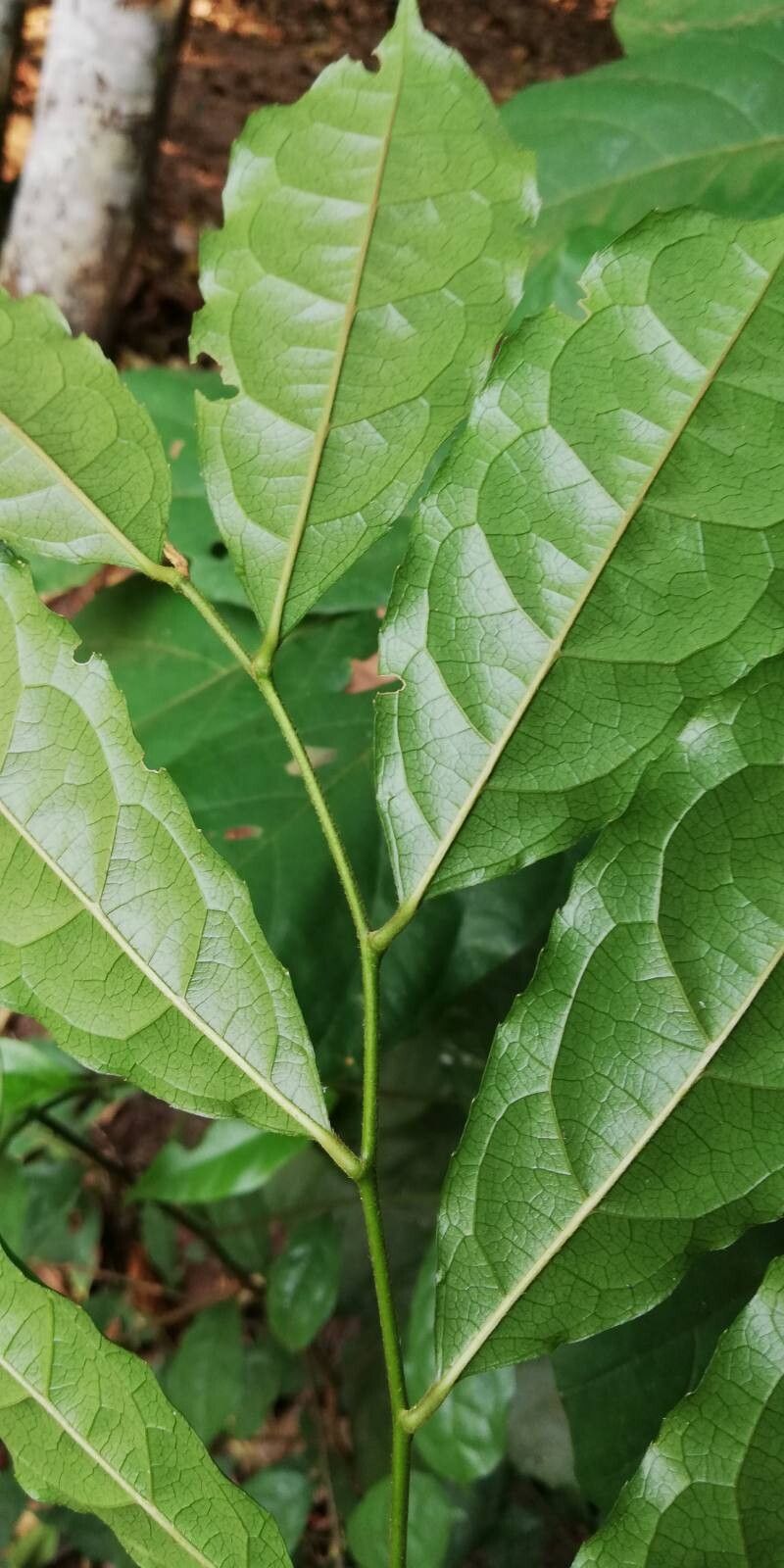 Microdesmis mercurialis