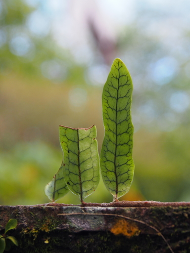 Microgramma lycopodioides (Clubmoss snakefern) — photo
