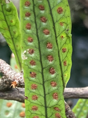 Microgramma lycopodioides (Clubmoss snakefern) — photo