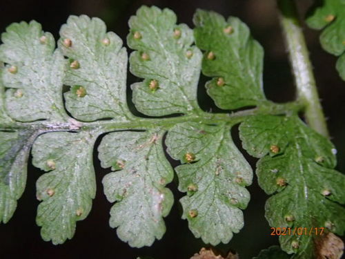 Microlepia speluncae (Cave Fern) — photo