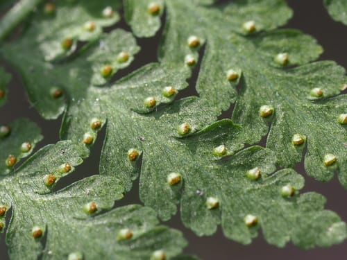 Microlepia speluncae (Cave Fern) — photo