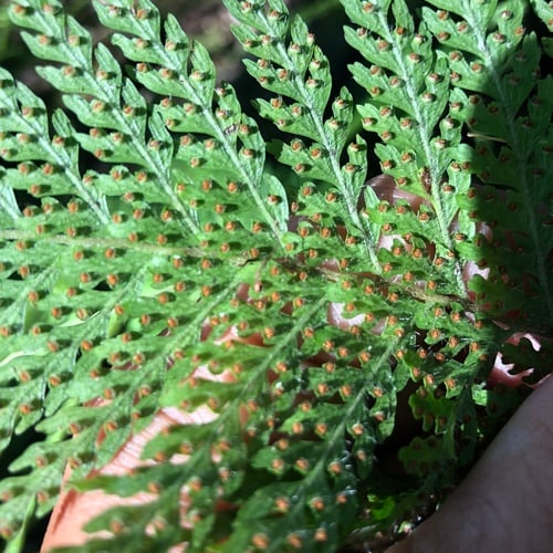 Microlepia strigosa (Hay scented fern) — photo