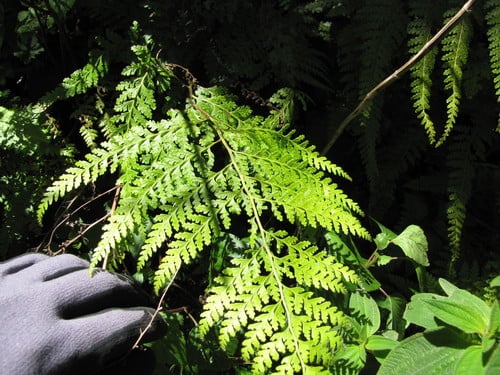 Microlepia strigosa (Hay scented fern) — photo