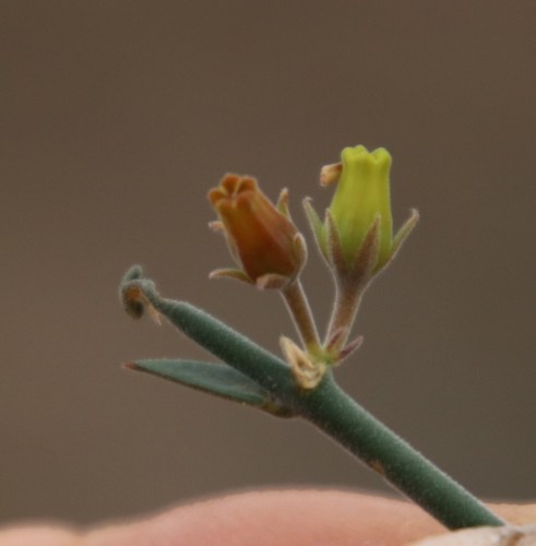 Microloma armatum — photo