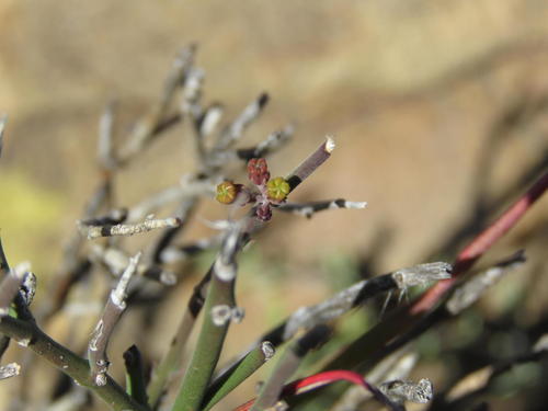 Microloma armatum — photo