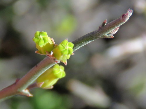 Microloma armatum