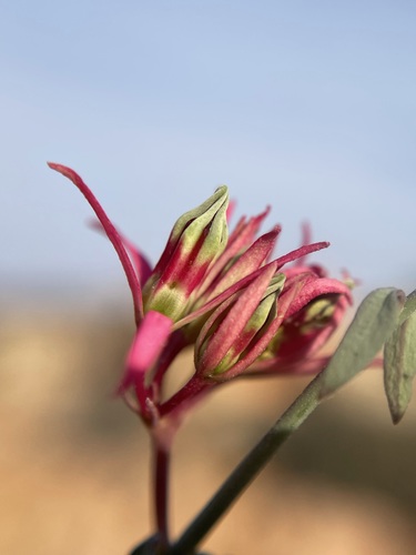Microloma calycinum — photo