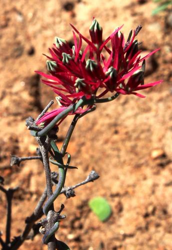 Microloma calycinum — photo