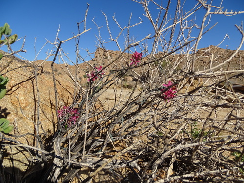 Microloma calycinum