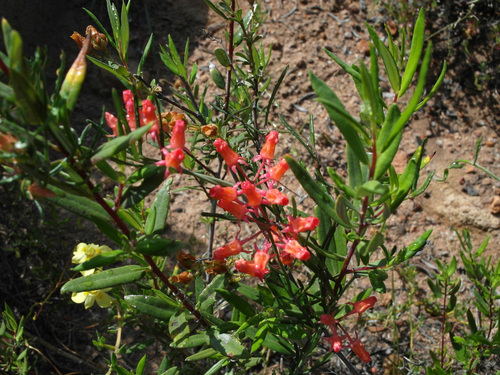 Microloma namaquense — photo