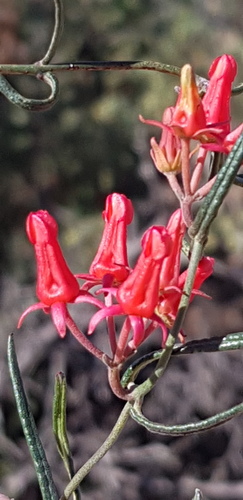 Microloma namaquense — photo