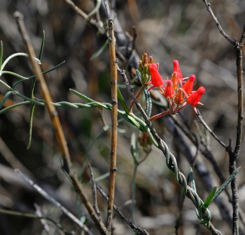Microloma namaquense