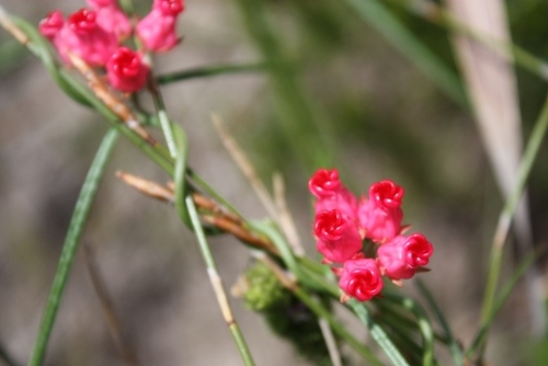 Microloma tenuifolium (Kannetjies) — photo