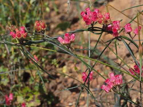 Microloma tenuifolium (Kannetjies) — photo