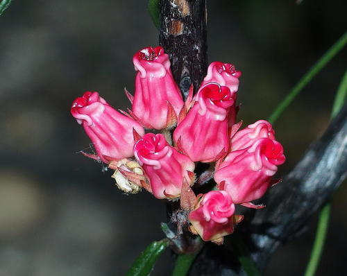 Microloma tenuifolium
