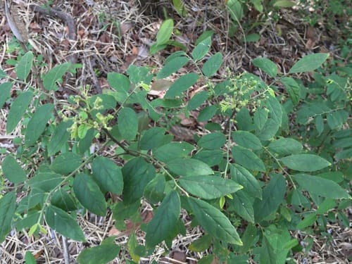 Micromelum falcatum — photo
