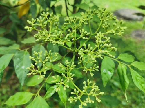Micromelum falcatum