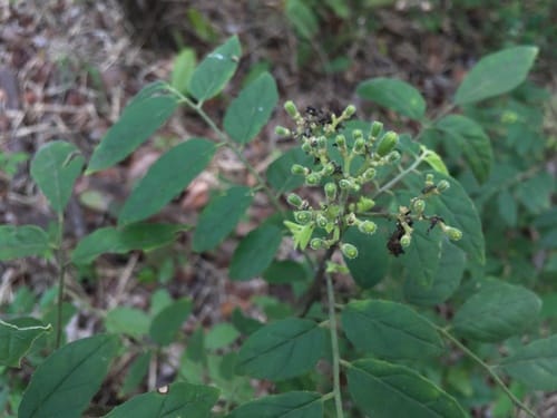 Micromelum falcatum — photo