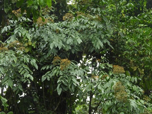 Micromelum integerrimum — photo