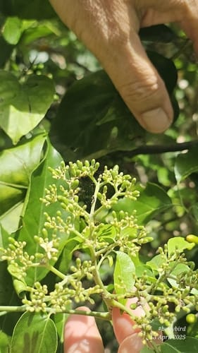 Micromelum minutum (Lime berry) — photo