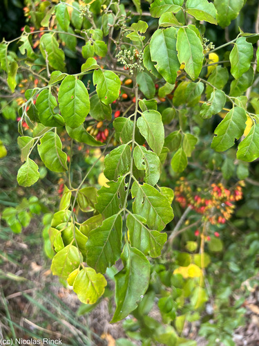 Micromelum minutum