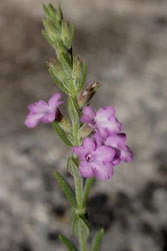 Micromeria cristata subsp. orientalis — photo