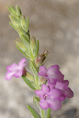 Micromeria cristata subsp. orientalis