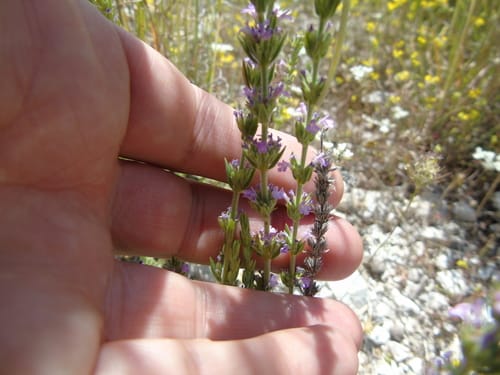 Micromeria graeca (Greek savory) — photo