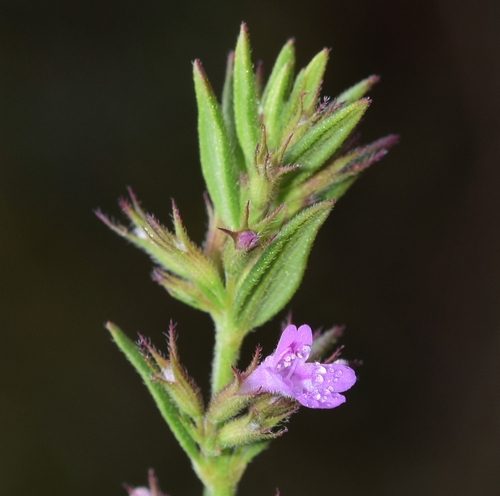 Micromeria graeca