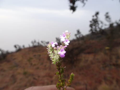 Micromeria imbricata — photo