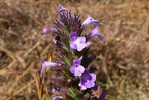 Micromeria imbricata
