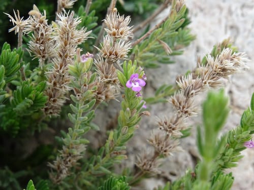 Micromeria juliana (Savory) — photo