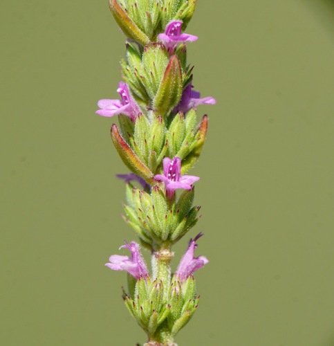 Micromeria juliana