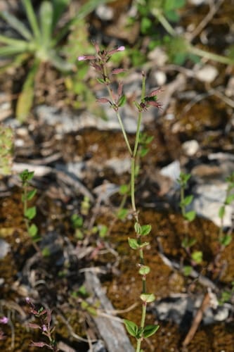 Micromeria microphylla — photo