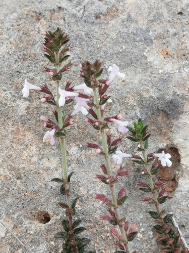 Micromeria microphylla