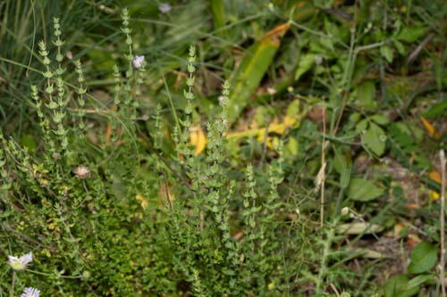 Micromeria myrtifolia (Cayotu) — photo