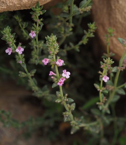 Micromeria myrtifolia