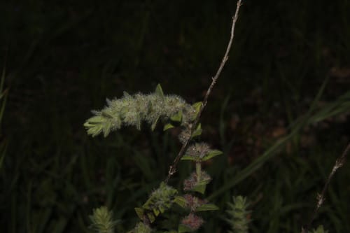 Micromeria nervosa — photo