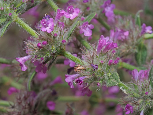 Micromeria nervosa