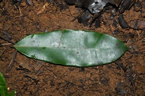 Micropholis acutangula — photo