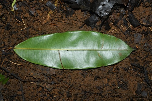Micropholis acutangula