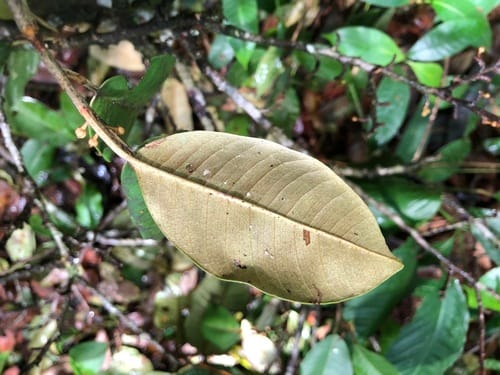 Micropholis crotonoides (Caimitillo) — photo