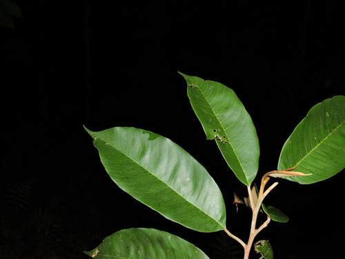 Micropholis crotonoides