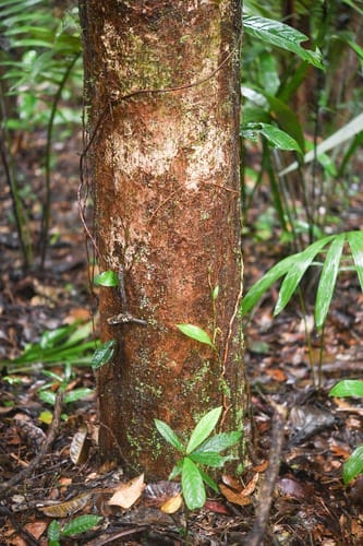 Micropholis egensis (Caimitillo) — photo