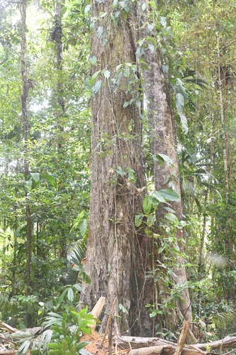 Micropholis melinoniana (Abiufi) — photo