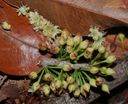 Micropholis obscura
