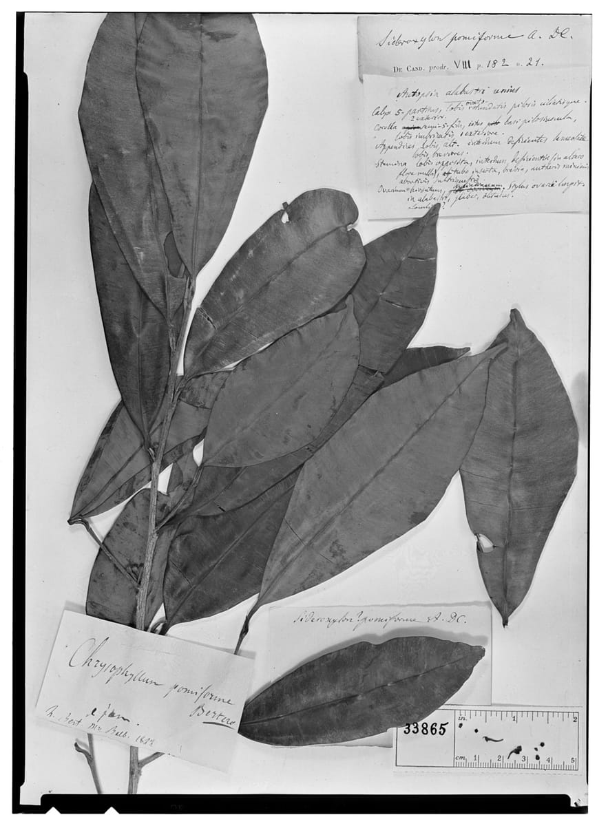 Micropholis rugosa (Beef apple) — photo